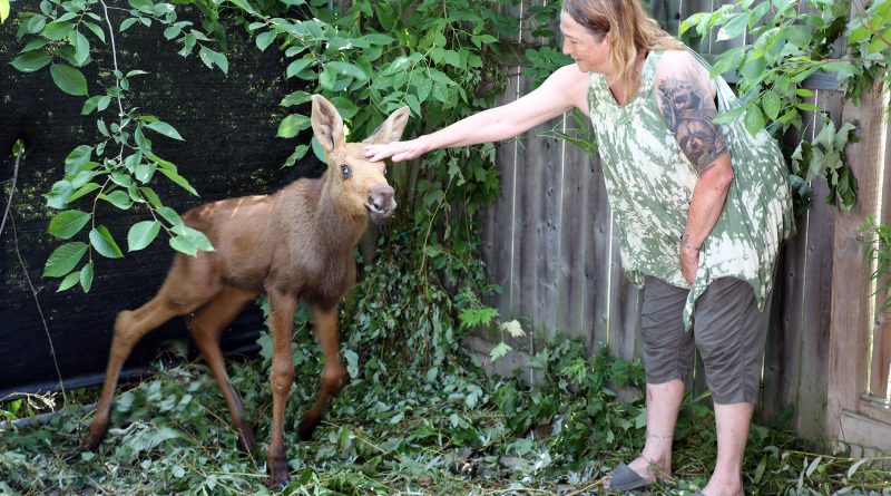 A woman pets a moose.