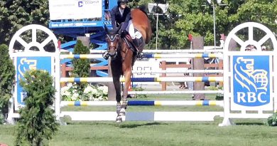 A horse jumps a fence.