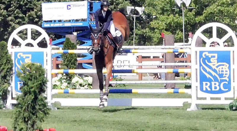 A horse jumps a fence.