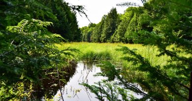 A photo of a swamp.