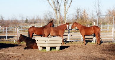 A photo of horses.
