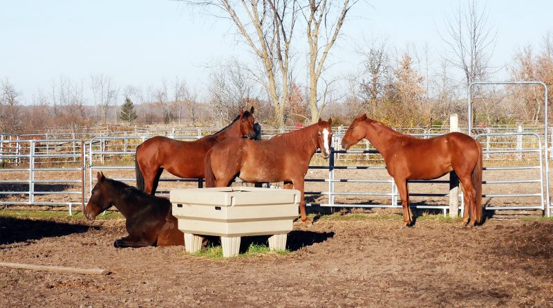 A photo of horses.