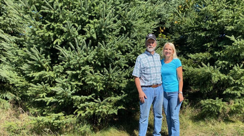 Two people stand in front of Christmas trees.