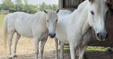 A photo of two ponies.