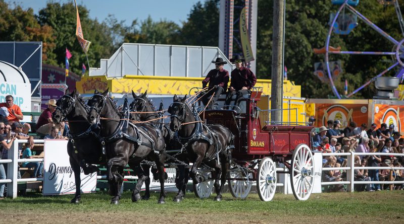 A four horse hitch goes around the ring.
