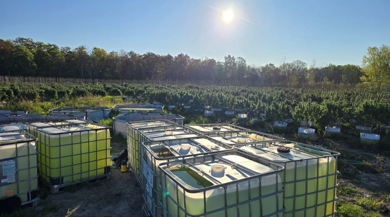 A photo of a cannabis operation.