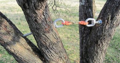 Tree branches are tethered together.