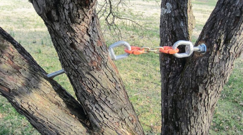Tree branches are tethered together.