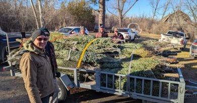A pike of Christmas trees in a trailer.