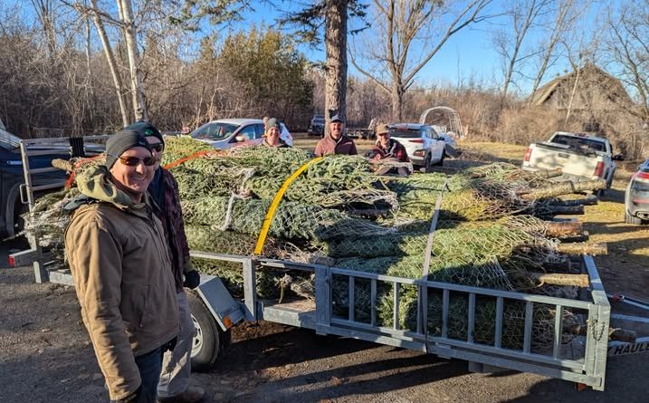 A pike of Christmas trees in a trailer.