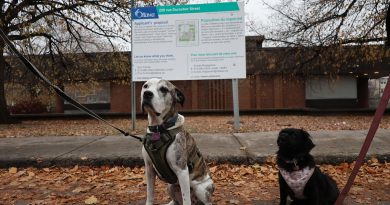 Two dogs pose in front of a building.