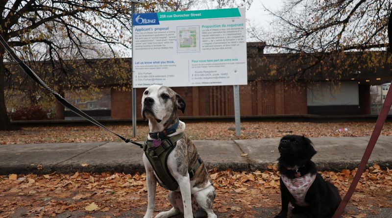 Two dogs pose in front of a building.