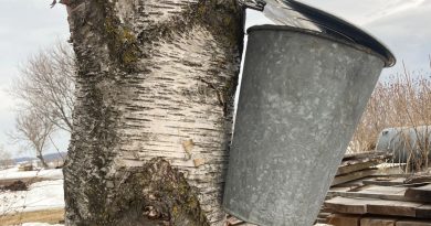 A syrup bucked tapped to a tree.