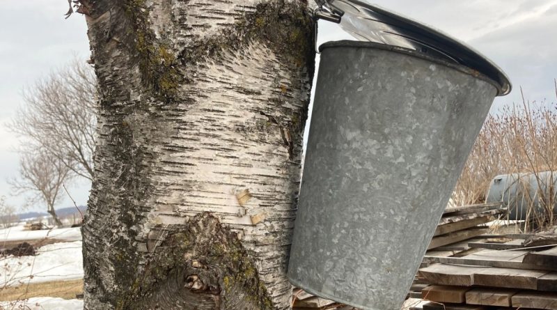 A syrup bucked tapped to a tree.