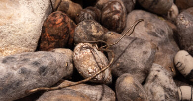 A photo of rocks.