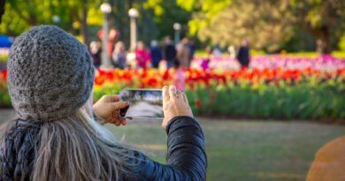 A woman takes a photo of tulips.