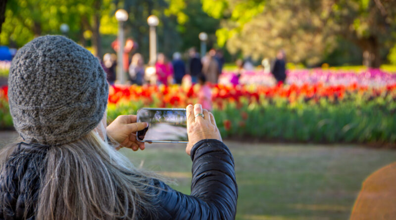 A woman takes a photo of tulips.